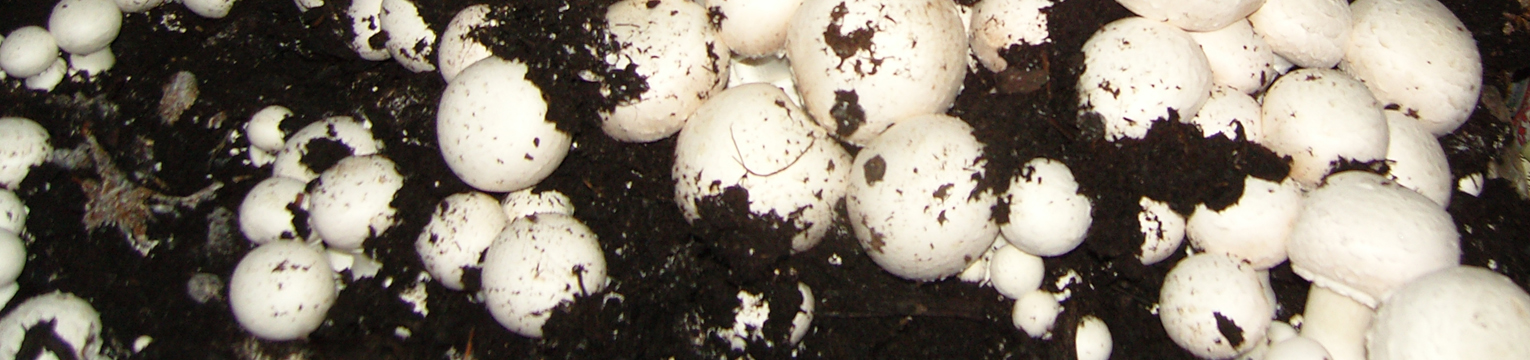 Image for Pieczarka