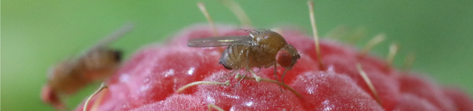 Image for drosophila