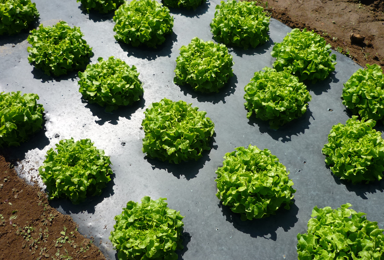 Image for Ściółka do sałaty