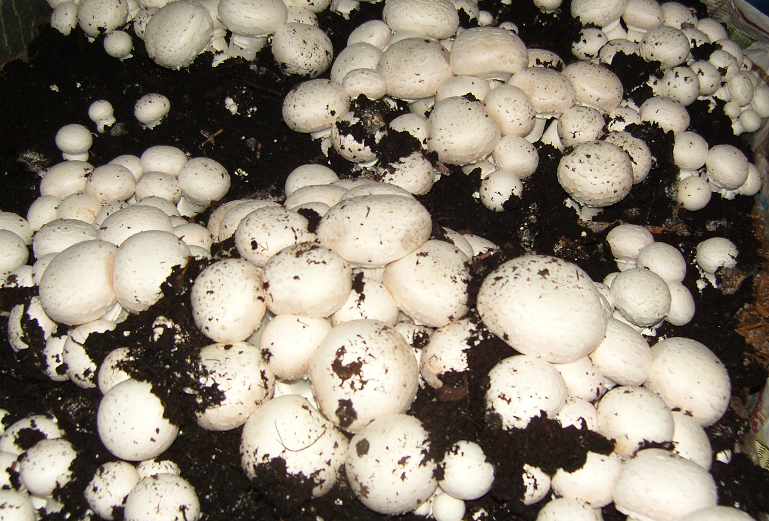 Image for Pieczarka