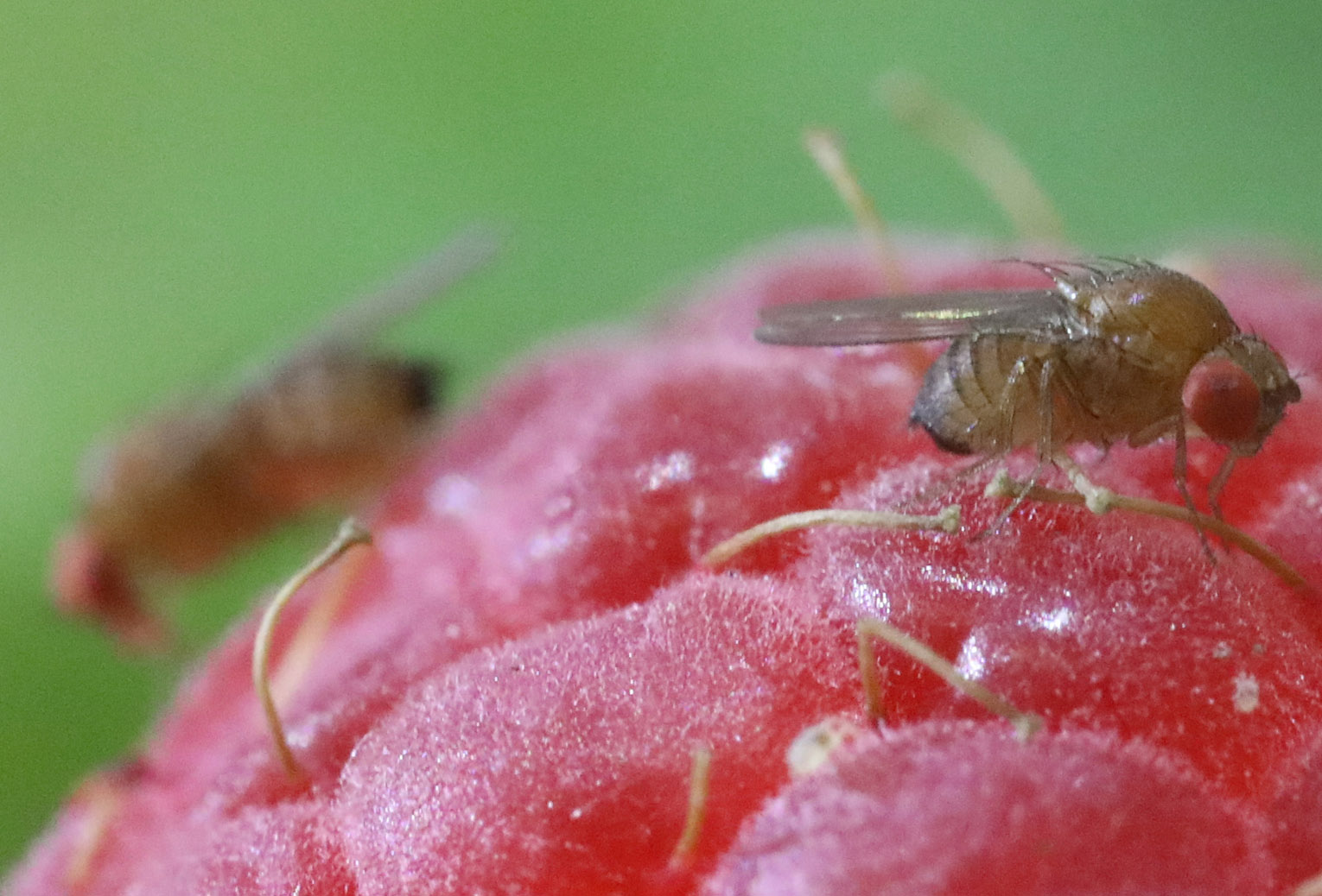 Image for drosophila