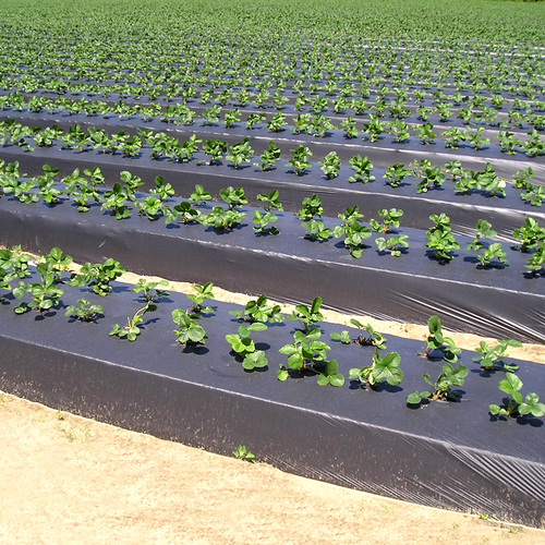 Folia ściółkująca UV6 Geo35 czarna  1,2x600m z otworami 25x30