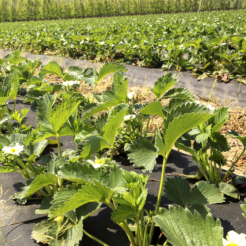 Folia ściółkująca UV6 Geo35 czarna  1,2x600m z otworami 35x30