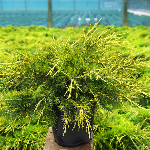 Folia szkółkarska UV12 Kritifil 6511  200um 12m