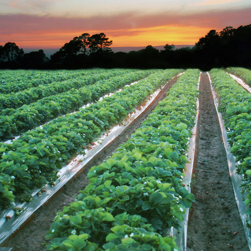 Folia ściółkująca UV6 Geo45 cz/b  1,2x600m z otworami 35x35