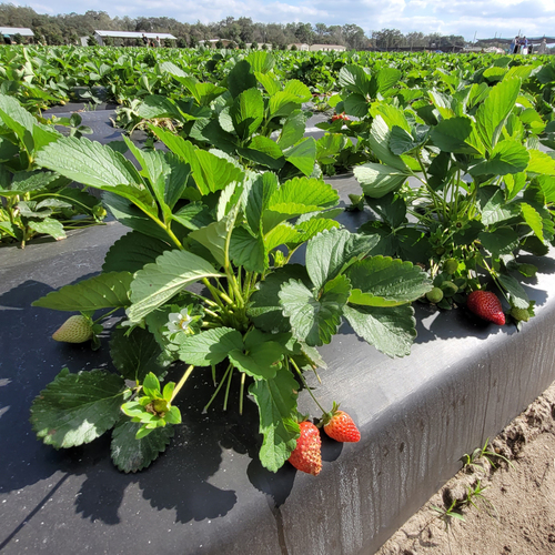 Folia ściółkująca UV6 Geo45 czarna  1,2x1000m z otworami 25x30