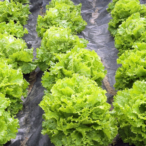 Folia ściółkująca UV1 30um sałata  1,6x500m z otworami