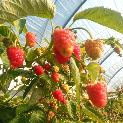 Folia UV4/UV6 Krtifil 2498 180um UV-open  8,2m