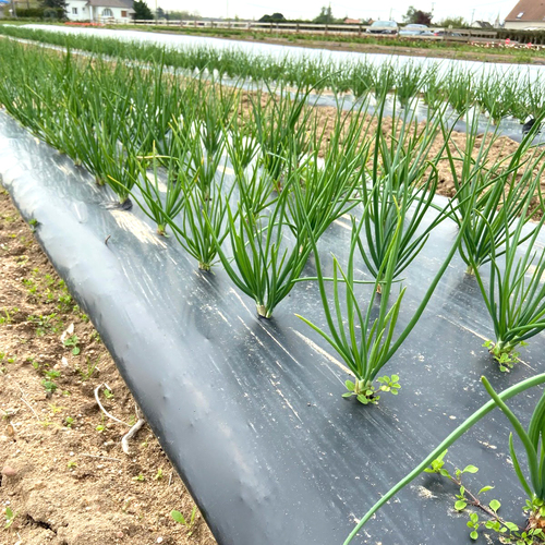 Folia ściółkująca biodegradowalna Bionov  15um 1,25x1500m