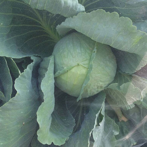 Siatka przeciw insektom GeoInsect 20  8,4x100m