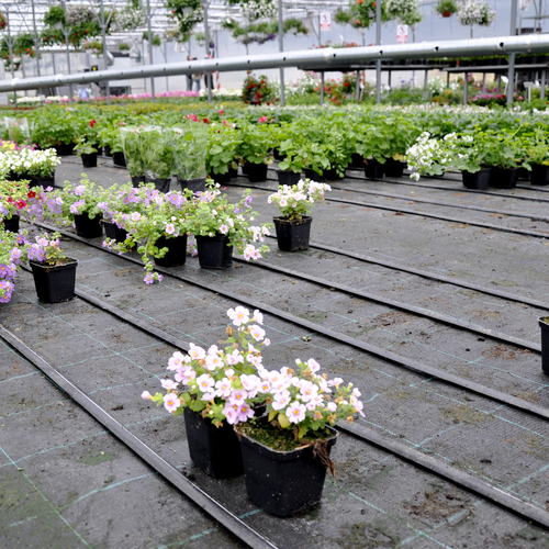 Agrotkanina GeoTerra 100g/m2 czarna  2,1x100m 15x15