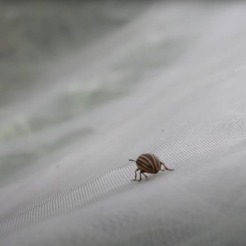 Siatka przeciw insektom GeoInsect 50  12m