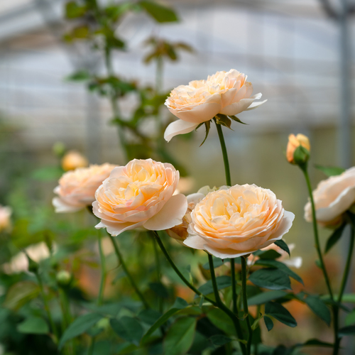 Greenhouse film UV12 EVO AC 7551 180um 13,5m