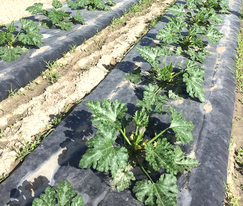 Folia ściółkująca biodegradowalna BI-OPL  12um 1,0x1000m z otworami co 30cm