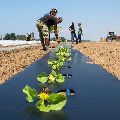 Folia ściółkująca biodegradowalna BI-OPL  12um 1,0x1000m z otworami co 30cm