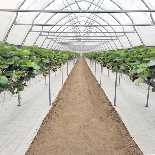 GeoTerra ground cover 100g/m2 80cm white