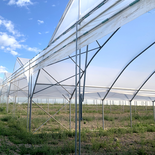Folia Kritifil 3809 180um  UV-open, longlife, EVA 11,5m