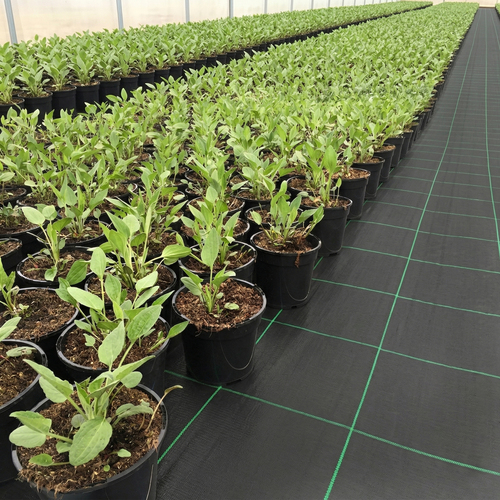 GeoTerra ground cover 140g/m2 4,2x100m black