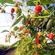 Folia Kritifil 2497 150um UV-open, longlife 11,2m