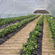 Folia Kritifil 2495 150um UV-open, longlife 9,5m