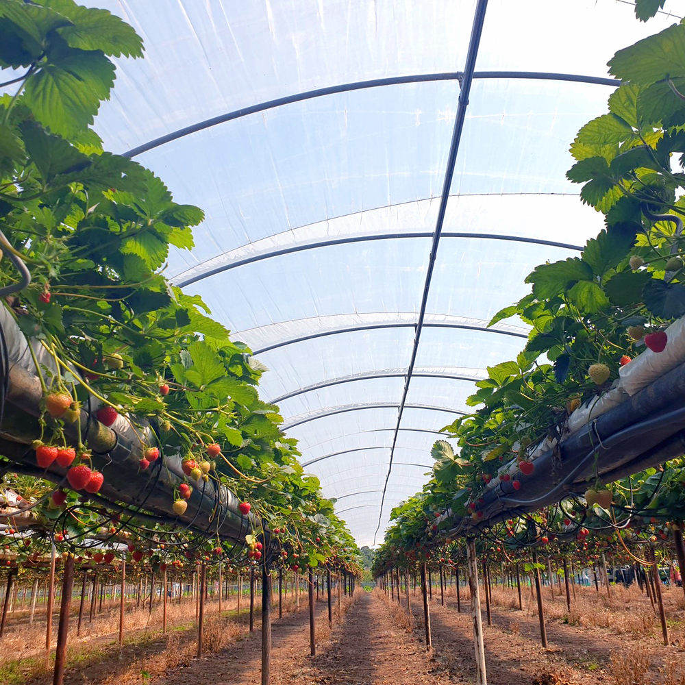 Folia Kritifil 2495 180um  UV-open, longlife 8,2m