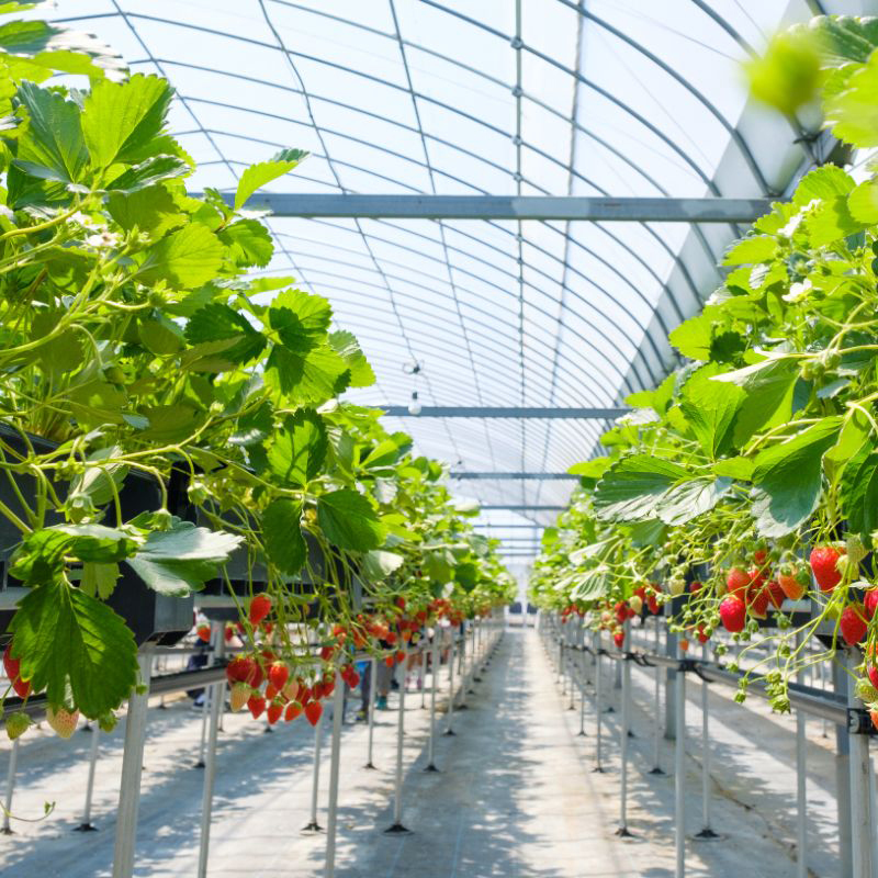 Folia Kritifil 2497 180um  UV-open, longlife 7,3m