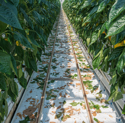 Folia ściółkująca OPS 70um czarno/biała  5,4x200m