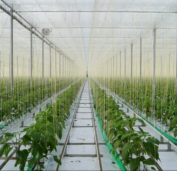 Folia podwieszkowa OPAC86E 50µm EVA  3,3x300m