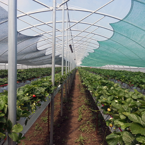 Shading net GeoSol 45 6x100m reinforced edge