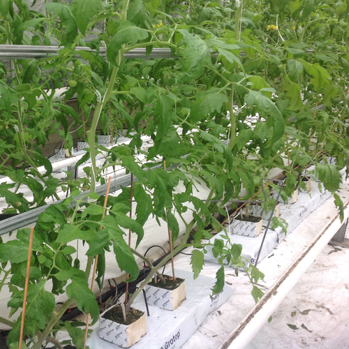 Folia ściółkująca Horti-D 40um cz/b