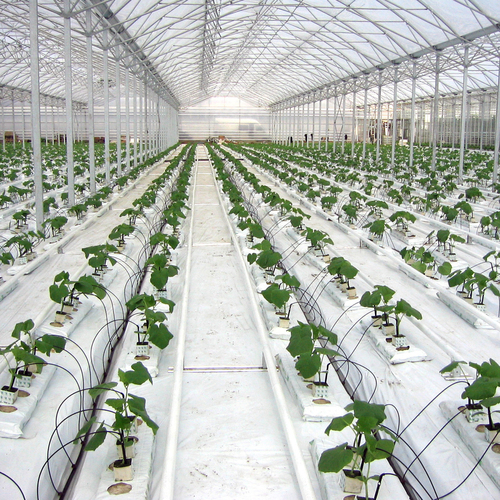 Folia ściółkująca Horti-D 50um cz/b