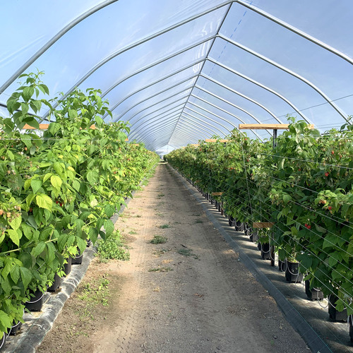 Folia UV4/UV6 Krtifil 2498 180um UV-open  8,2m