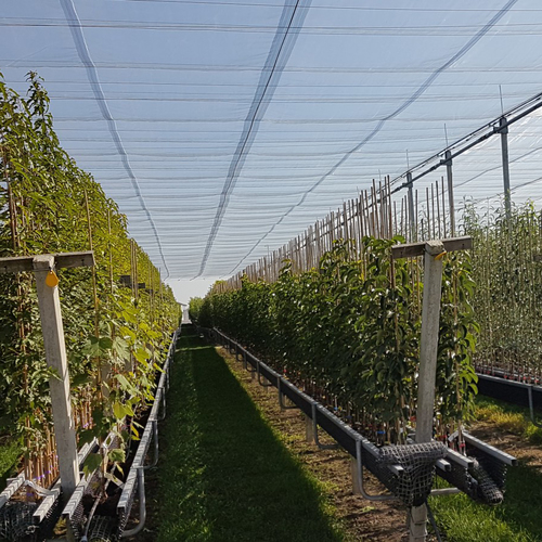 Siatka przeciwgradowa GeoAura 34  7,1x6,2mm 3x100m