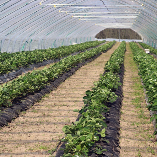 Greenhouse film 2495 UV-open, longlife 150um 14m