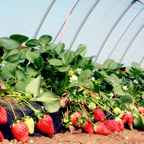 Greenhouse film 2495 UV-open, longlife 140um