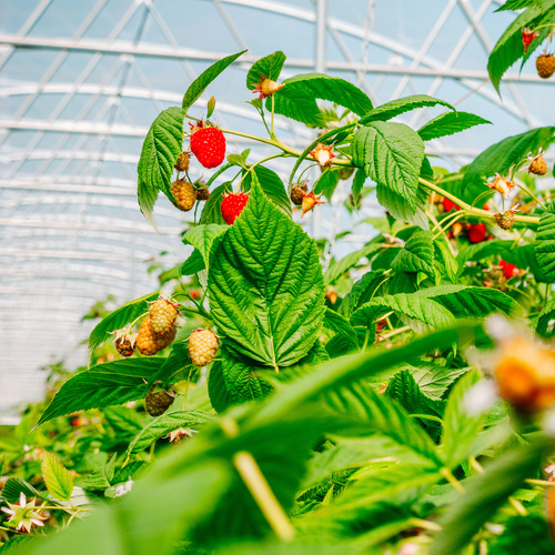 Folia Kritifil 2497 140um  UV-open, longlife 8,2m