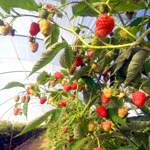 Greenhouse film 2497 UV-open, longlife 150um