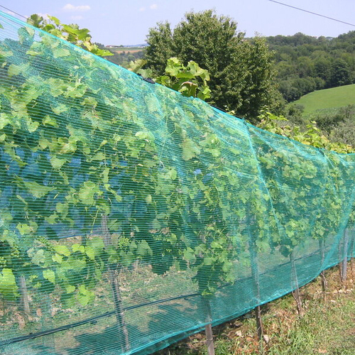 Siatka zabezpieczająca na wnorośla GeoAura 80 Grape