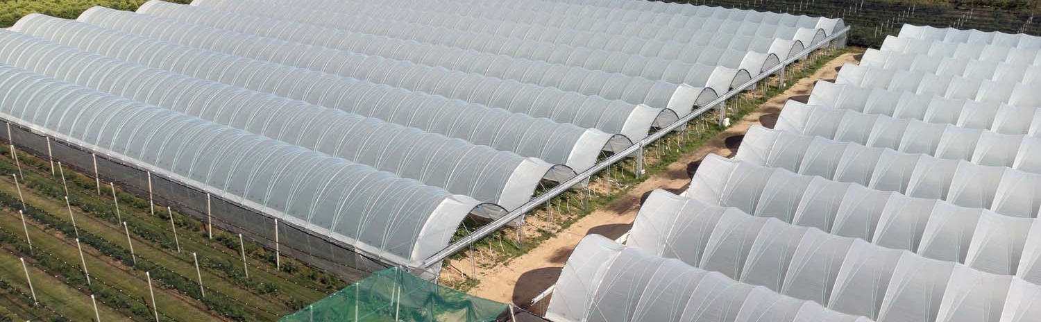 Zdjęcie do Folie do owoców jagodowych