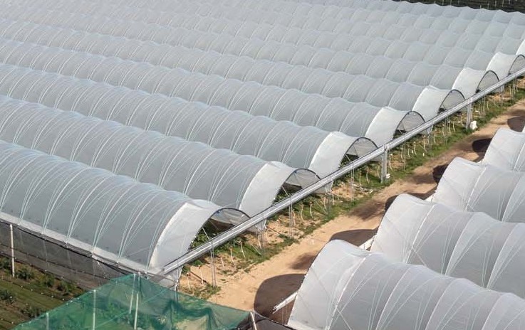 Zdjęcie do Folie do owoców jagodowych