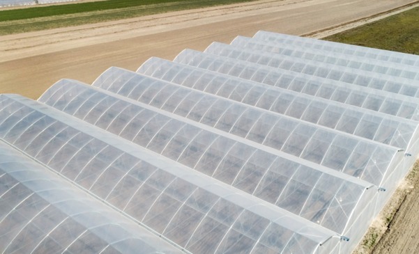 Greenhouse films - which one to choose?