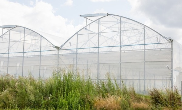 Wybór najlepszej folii tunelowej