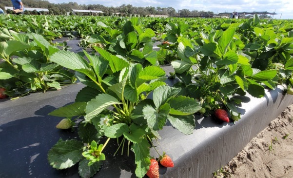 Jak dobrać folię ściółkującą do truskawek?