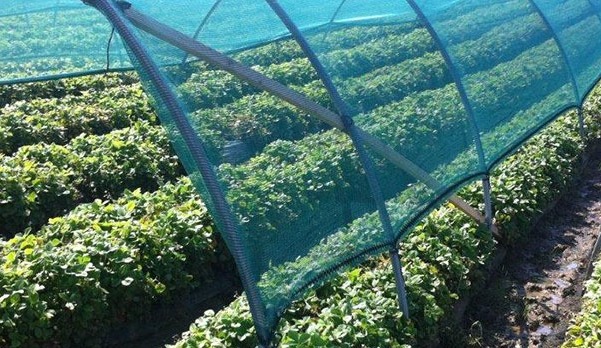 Siatka raszlowa czy monofilamentowa?