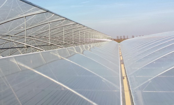 Od czego zależy żywotność folii tunelowej?