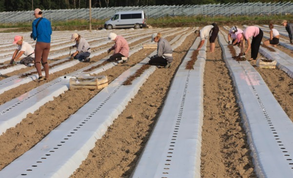 Biała folia w uprawie truskawek (Doświadczenia z Hornig)