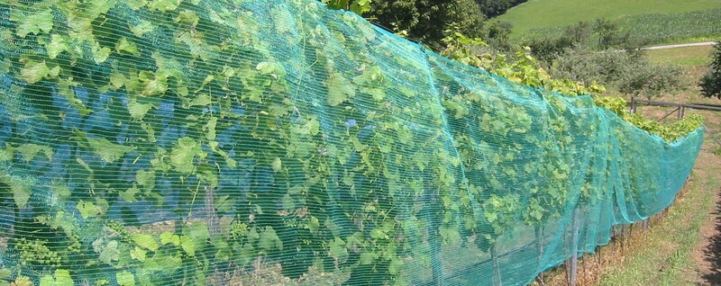 Ochrona winorośli – jak zabezpieczyć plantację