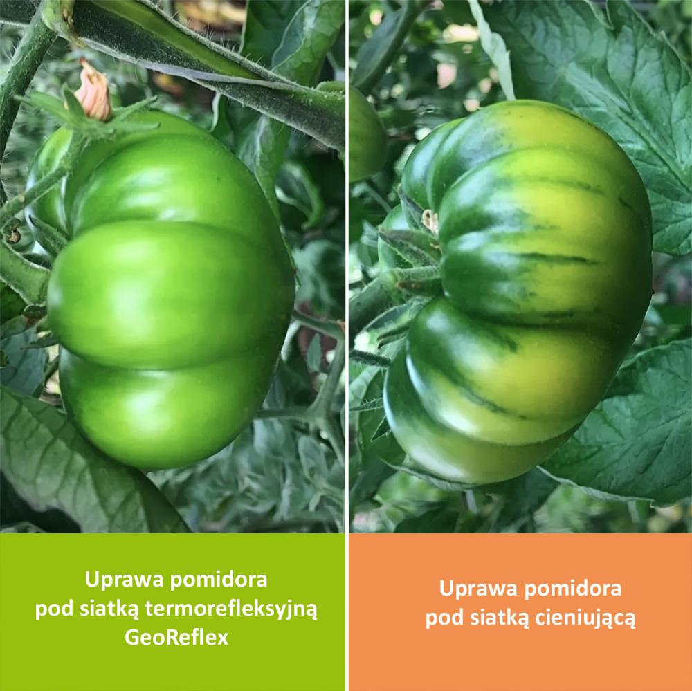 GeoReflax30_pomidor